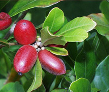miracle-fruit.jpg