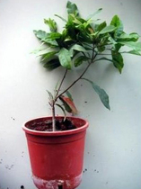 miracle-fruit-tree.jpg