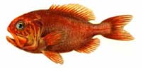 orange_roughy.jpg