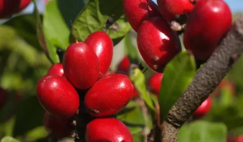 Have You Tried Miracle Fruit Yet? You Can Actually Grow Your Own Miracle Fruit From Seeds