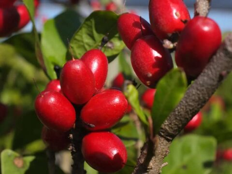 Have You Tried Miracle Fruit Yet? You Can Actually Grow Your Own Miracle Fruit From Seeds