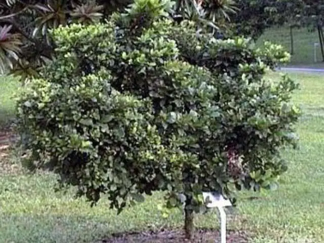 A Miracle Fruit tree.