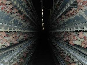 chicken-factory-farm-by-aleutia.jpg