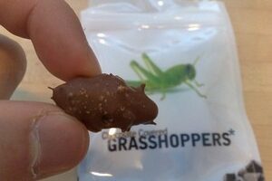 Chocolate Dipped Crickets & Other Unusual Chocolate Covered Foods