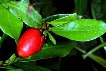 Miracle Fruit red berries on a tree.