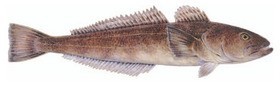 patagonian-toothfish-chilean-sea-bass.jpg