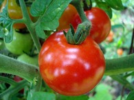 tomato-plant-suzanne100.jpg