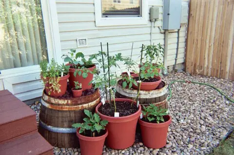 vegetable-container-gardening-ideas