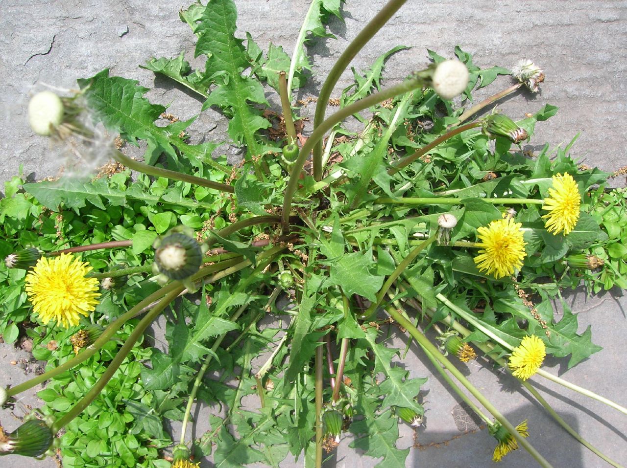 dandelion-weeds-by-aaron13251.jpg